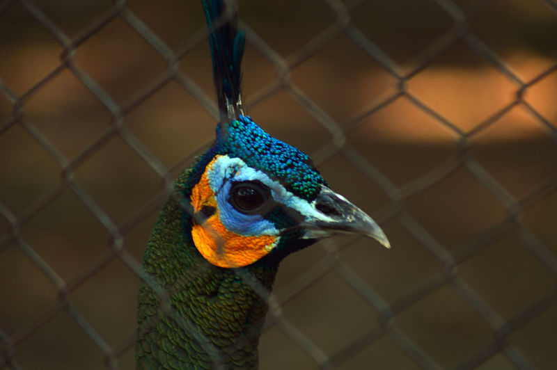 Peacock head in a wire cage photo