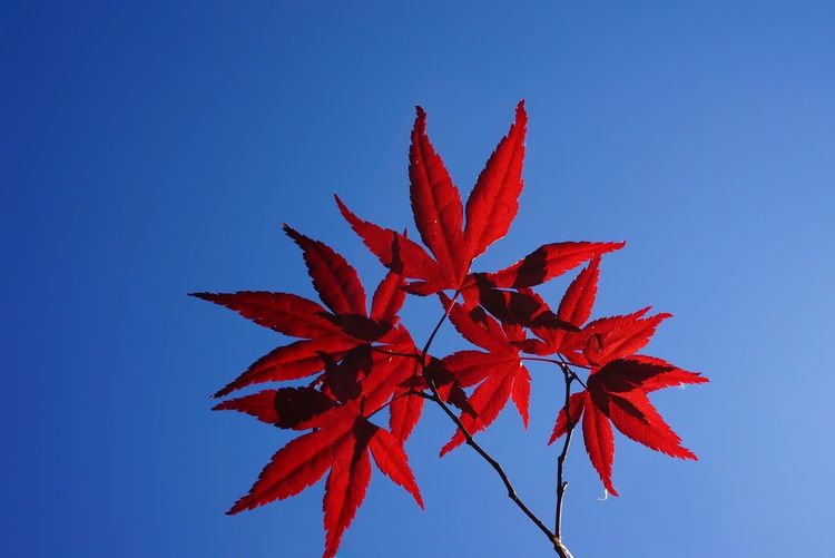 Low angle view of red maple leaves against blue sky