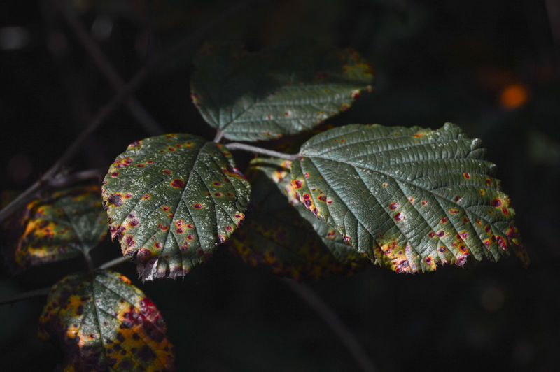 Close-up of plant leaves during autumn