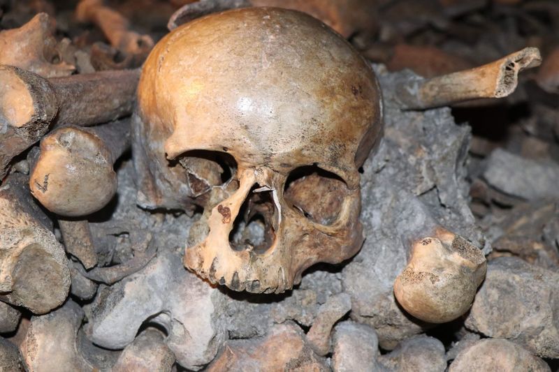 Close-up of human skull