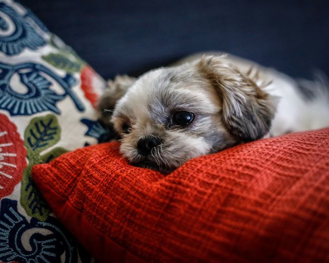 Puppy relaxing on sofa