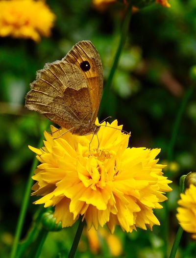 Butterfly on a yellow coreopsis flower