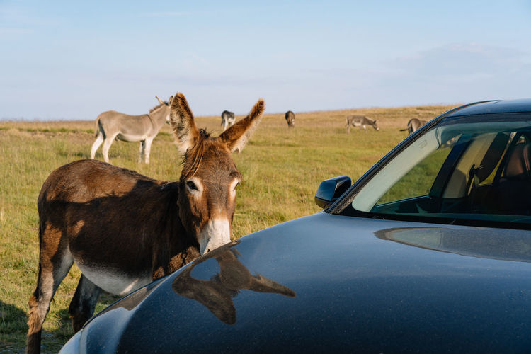 Donkey in a field by car