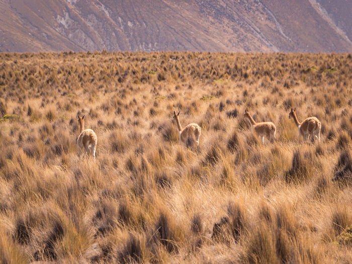 Flock of vicuñas in a field