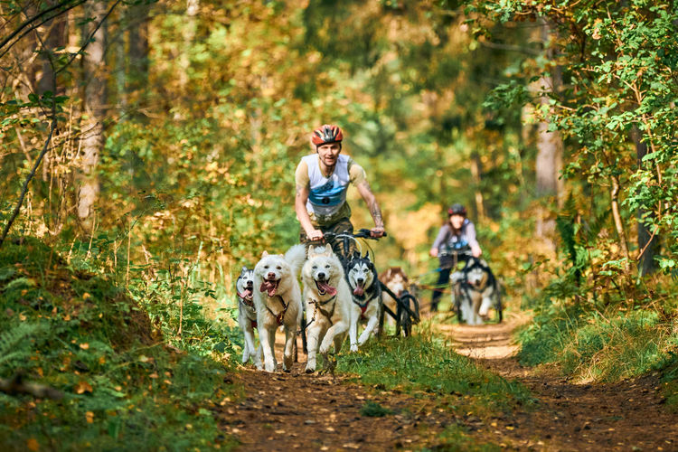Dogs riding horse in forest