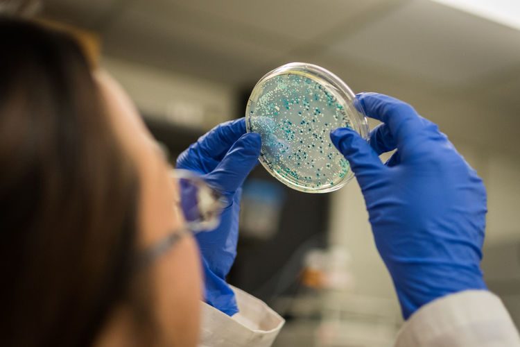Close-up of scientist examining petri dish