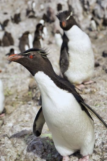 Isla pingüino - penguin island -southern rockhopper penguin