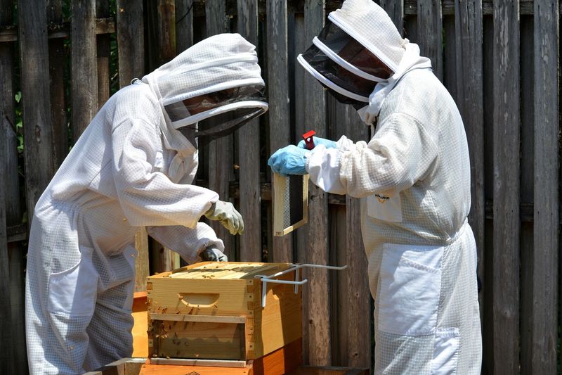 People working on beehive by wooden fence