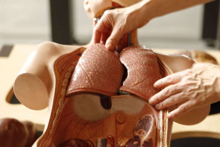 Human torso with organs artificial model in medical student 