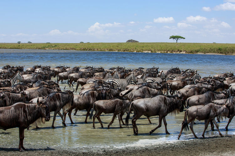 Wildebeests and zebras at lake