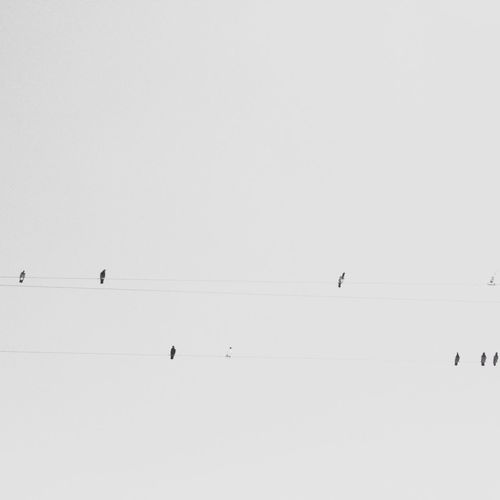 Birds flying over snow against clear sky