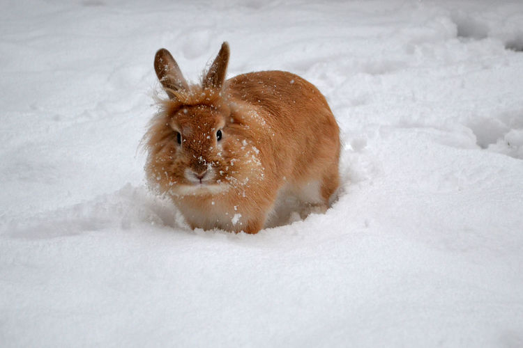 Rabbit on snow