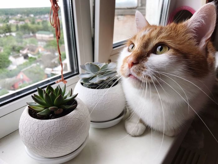 Close-up of cat by potted plant on table