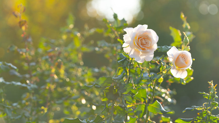 Close-up of white rose on plant