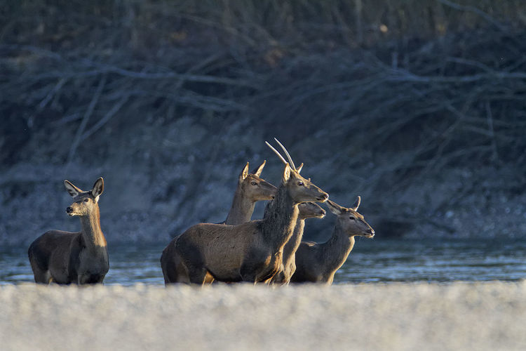 Red deers crossing the river drava river