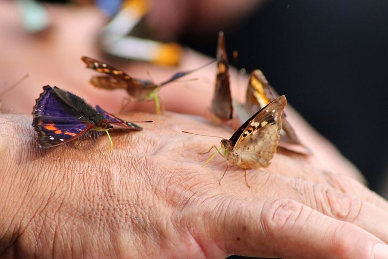 High angle view of butterflies on hands