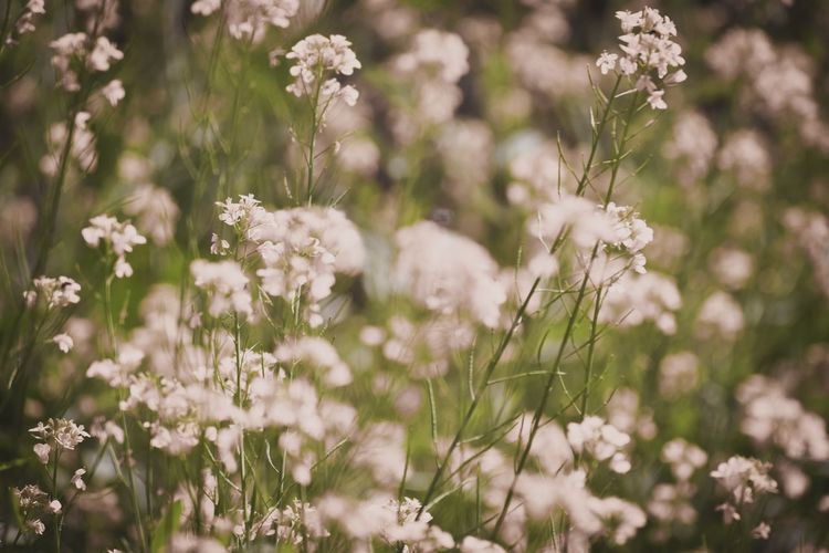 Close-up of white flowering plants on field