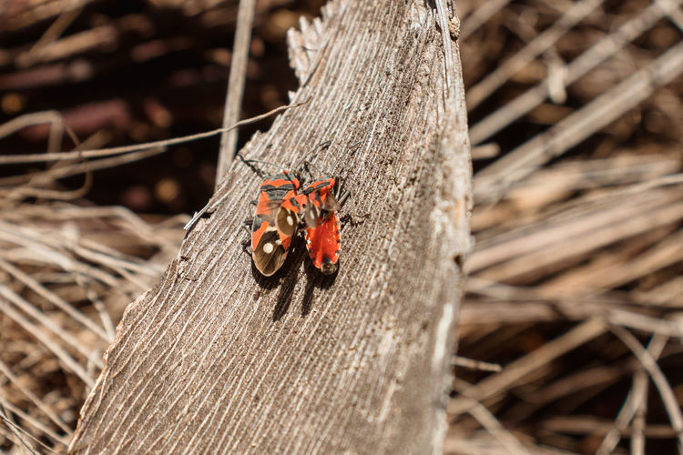 Close-up of ladybug on wood