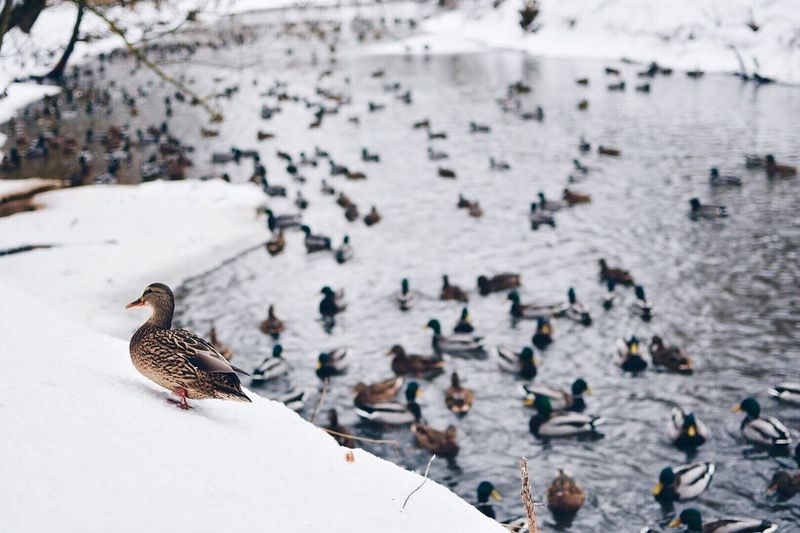 Ducks on snow