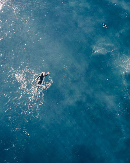 High angle view of bird flying over man swimming in sea