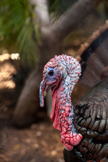 Close up of a male eastern wild turkey meleagris gallopavo along the east coast of the united states