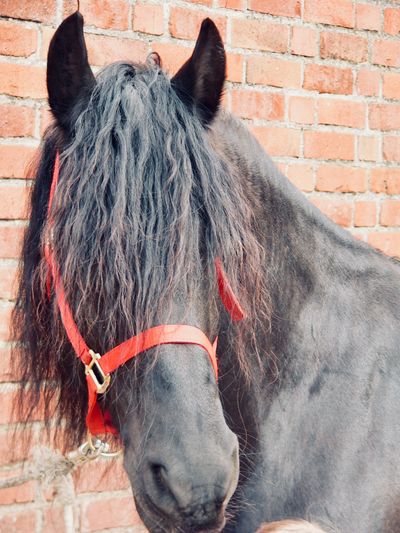 Head shot of a black horse with red halter