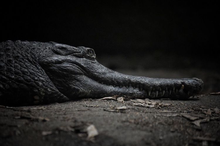 Close up of crocodile