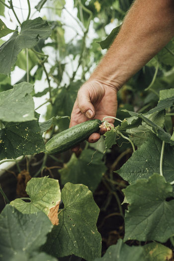 Cropped hand of man holding leaves