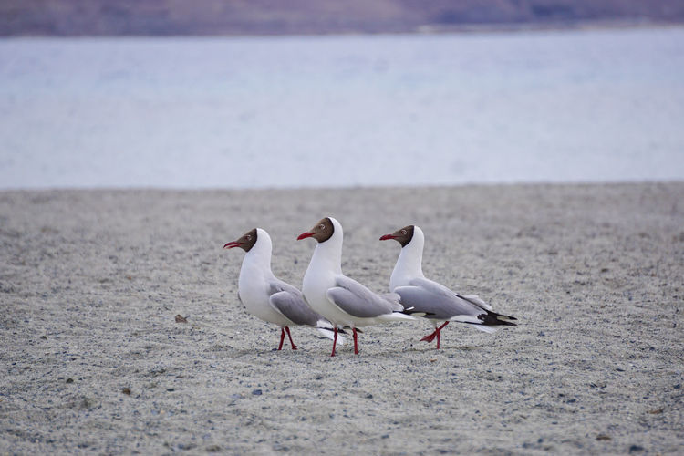 Seagulls on beach
