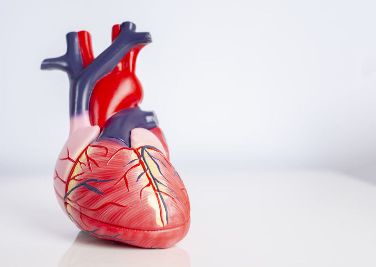 Close-up of heart model against white background