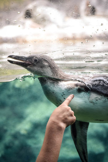 Cropped image of hand pointing at penguin