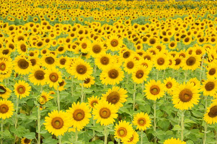 Full frame shot of sunflower field