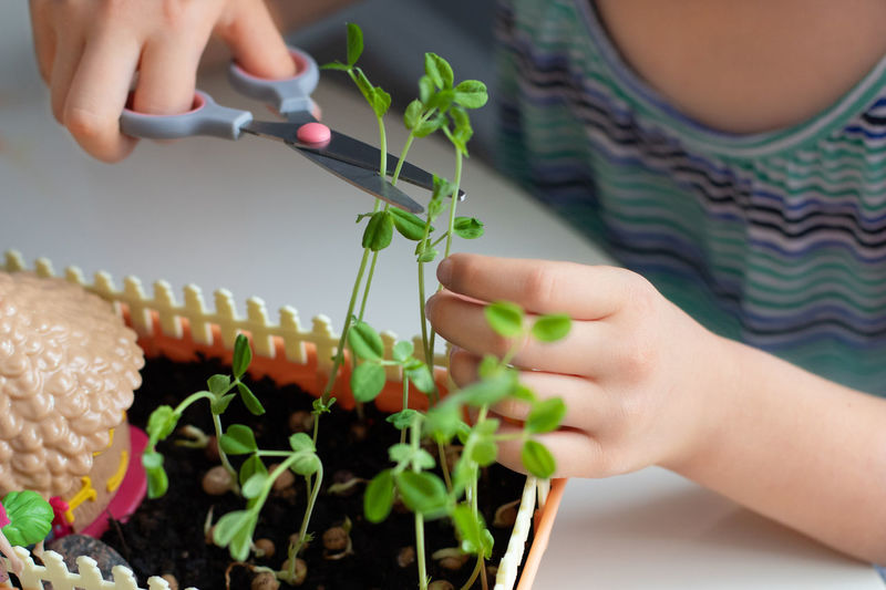 The girl cuts microgreen sprouts with scissors. pea seed growing, healthy food, superfood