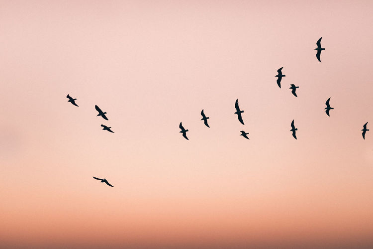 Silhouette of group of birds flying in the clear sunset sky