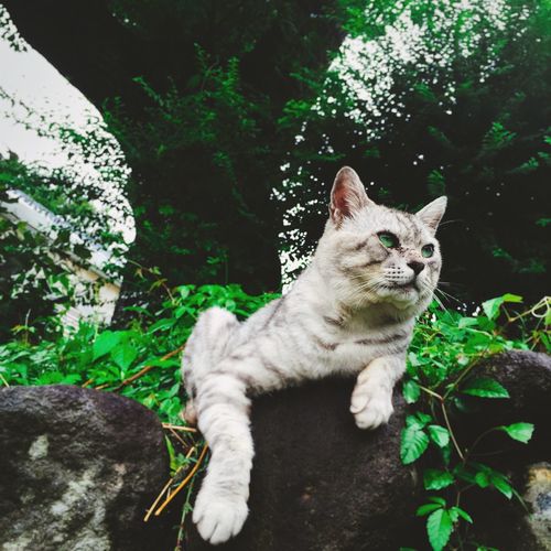 Close-up of cat sitting on rock by tree