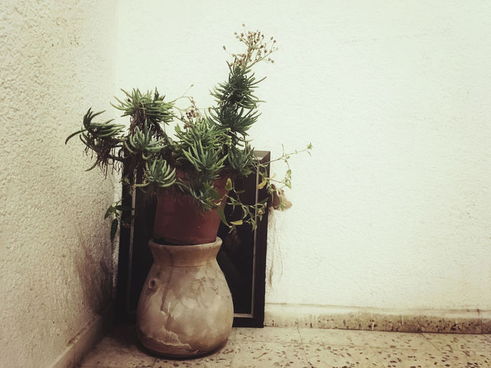 Potted plant against wall