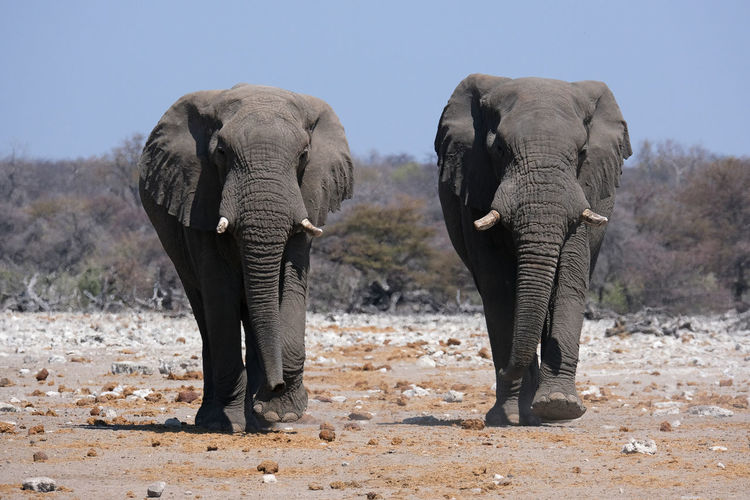 Elephants in etosha national park, namibia