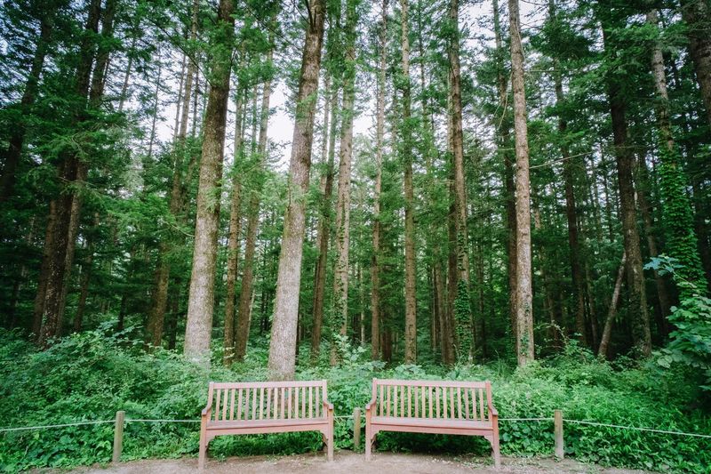 Empty benches against trees at forest