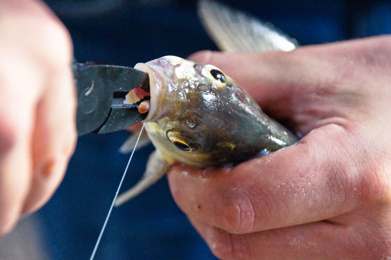 Midsection of man using pliers on fish outdoors