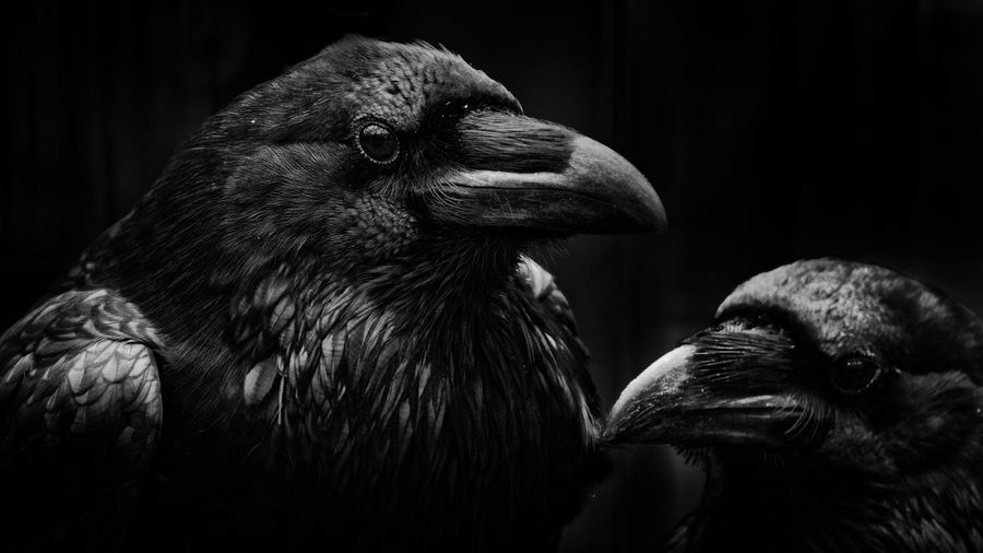 Close-up of two ravens