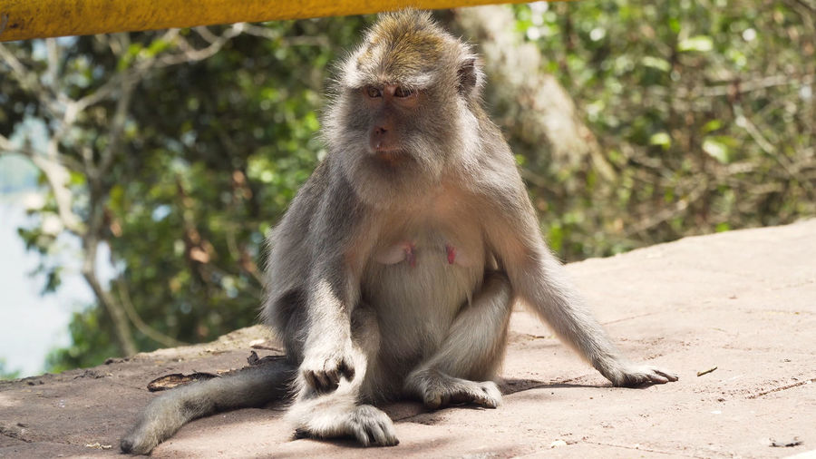 Monkey macaque in the rain forest. monkeys in the natural environment. bali, indonesia. 