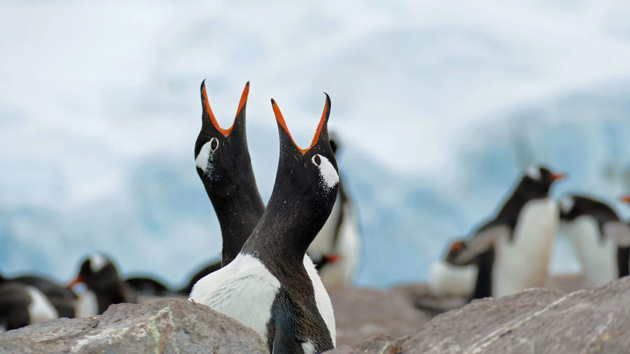 Greeting ritual of gentoo penguins