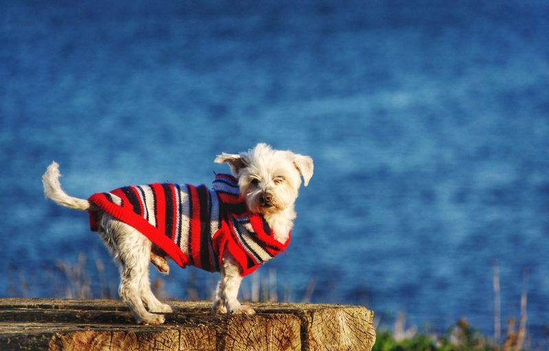 Dog standing on rock against the sky