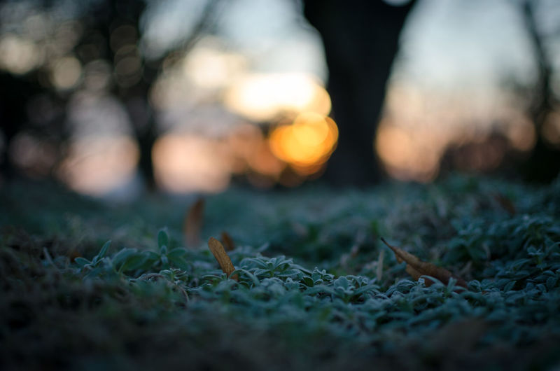 Close-up of grass during sunset