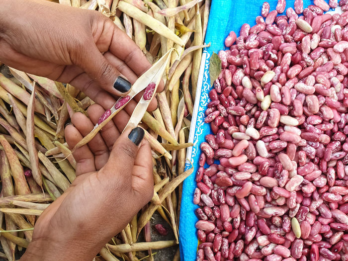 High angle view of woman taking out red kidney beans from dry pods with her hands