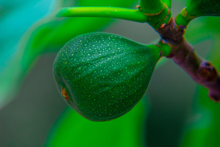 Green fruit hanging on branch on toned background