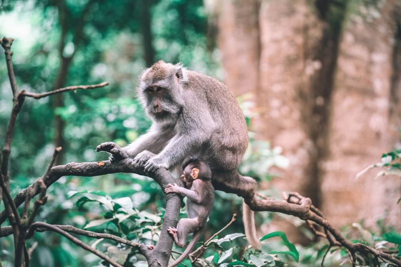 Monkey sitting in a forest