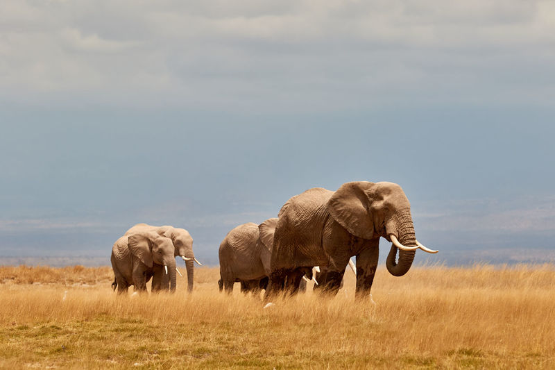 Herd of elephants in amboseli
