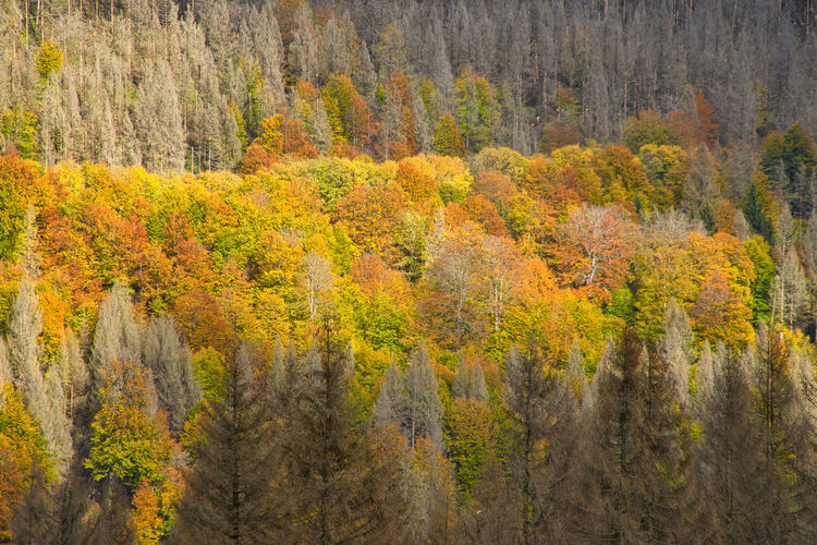 Colorful forrest area