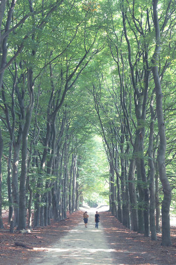 Rear view of woman walking amidst trees on landscape